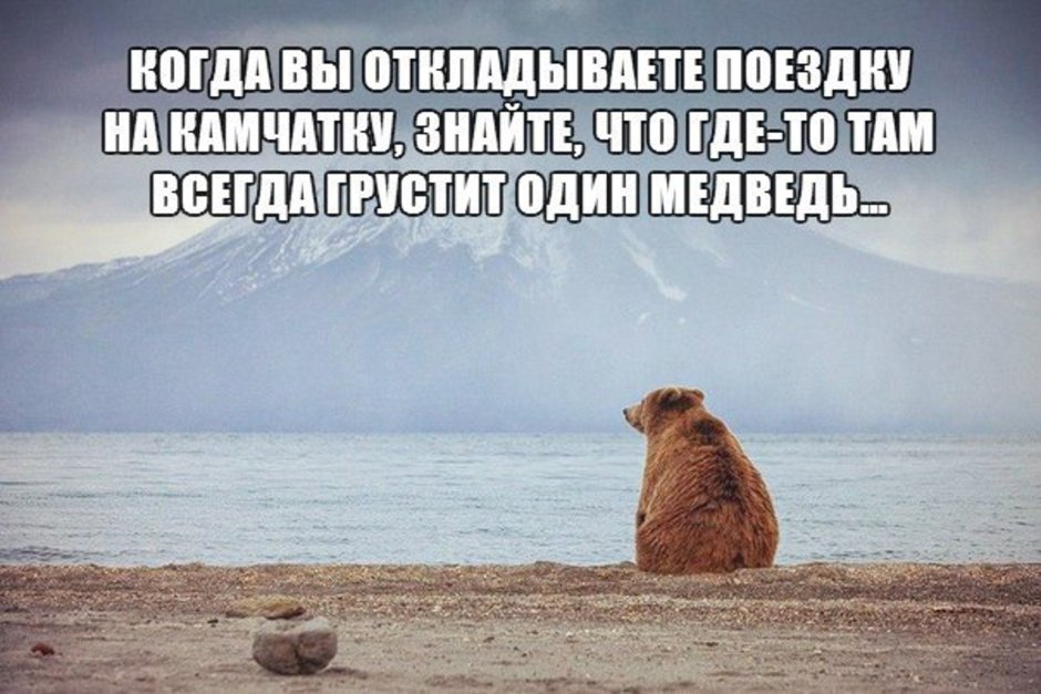 Сибирский медведь Ангарск