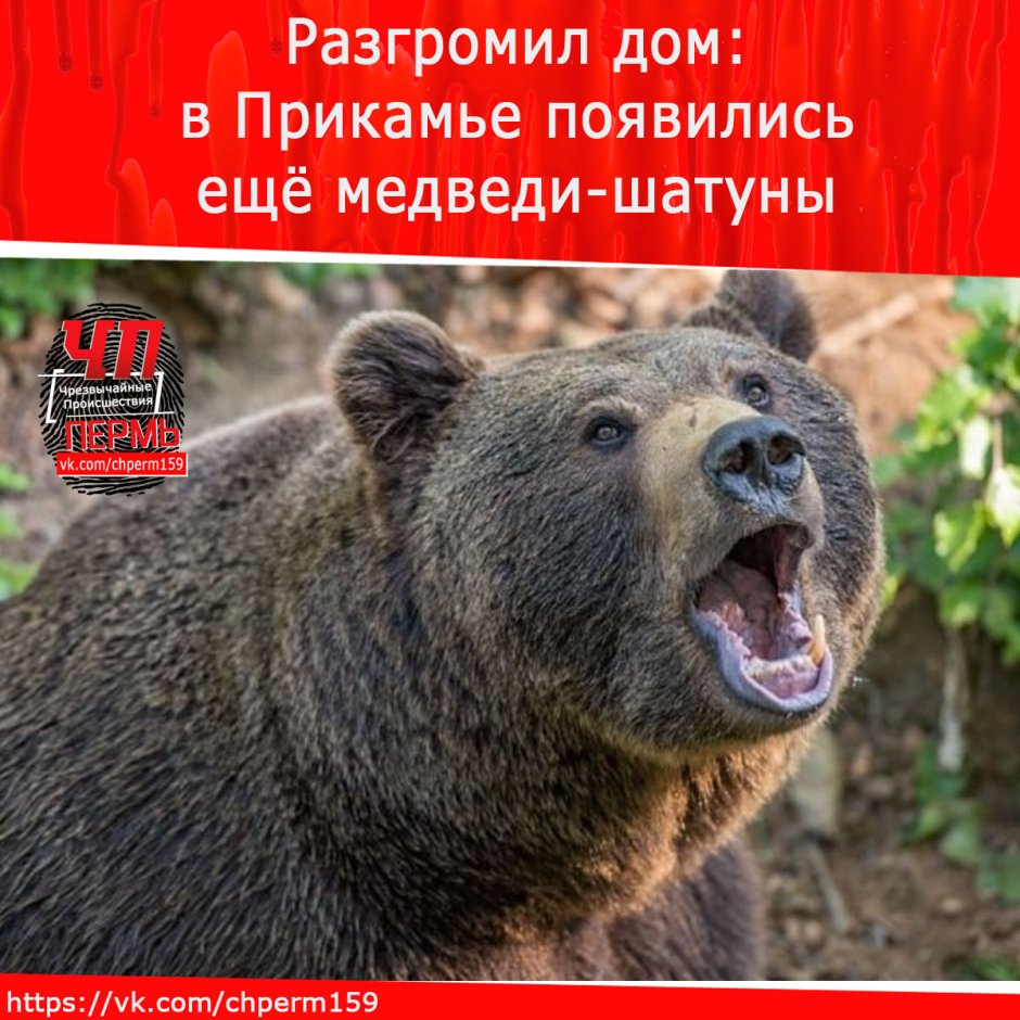 Клуб смешанных единоборств Иркутск Сибирский медведь
