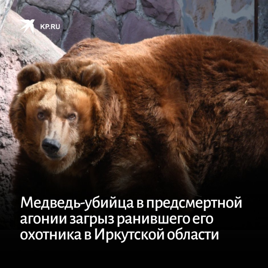 Медведь Гризли