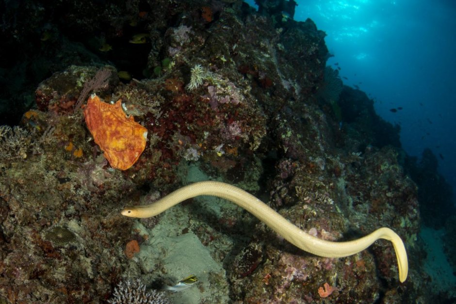 Рыбы красного моря мурена