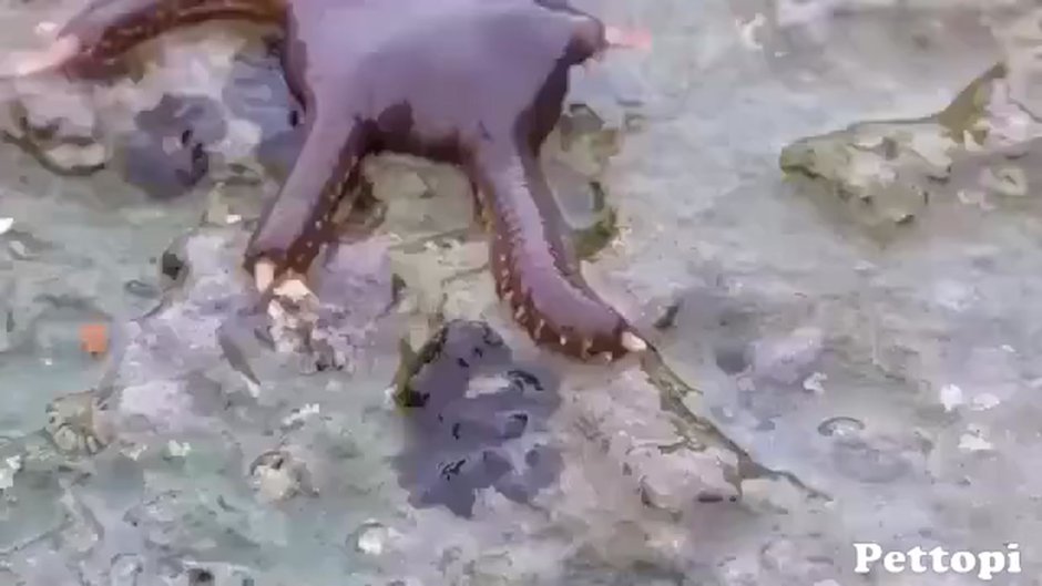 Самая ядовитая морская змея в мире