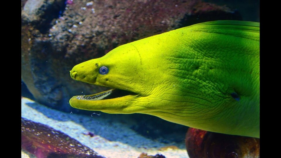 Морской дракон (Draco Marinus)