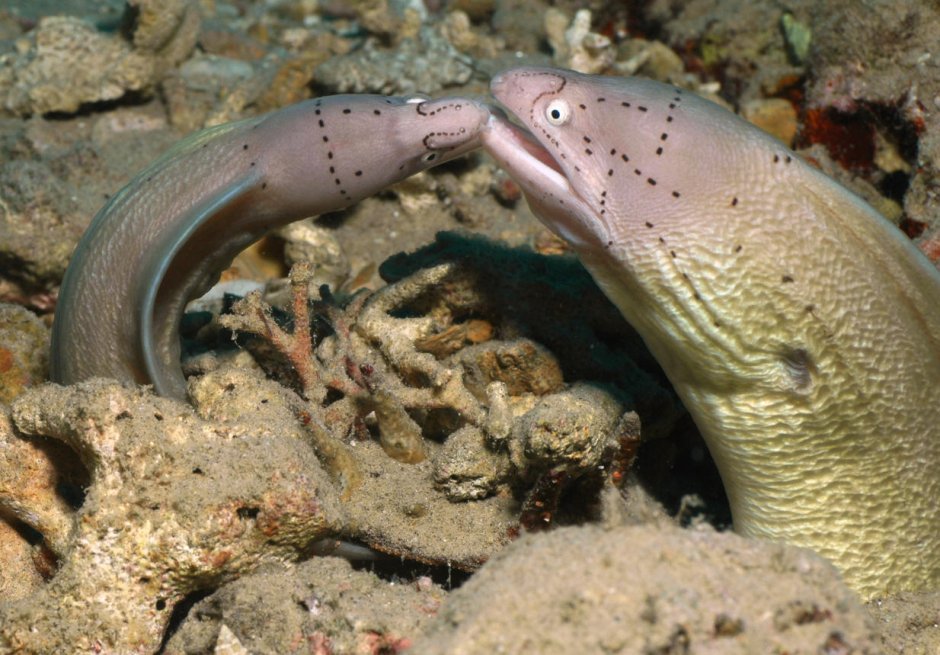 Змеи Карибского моря