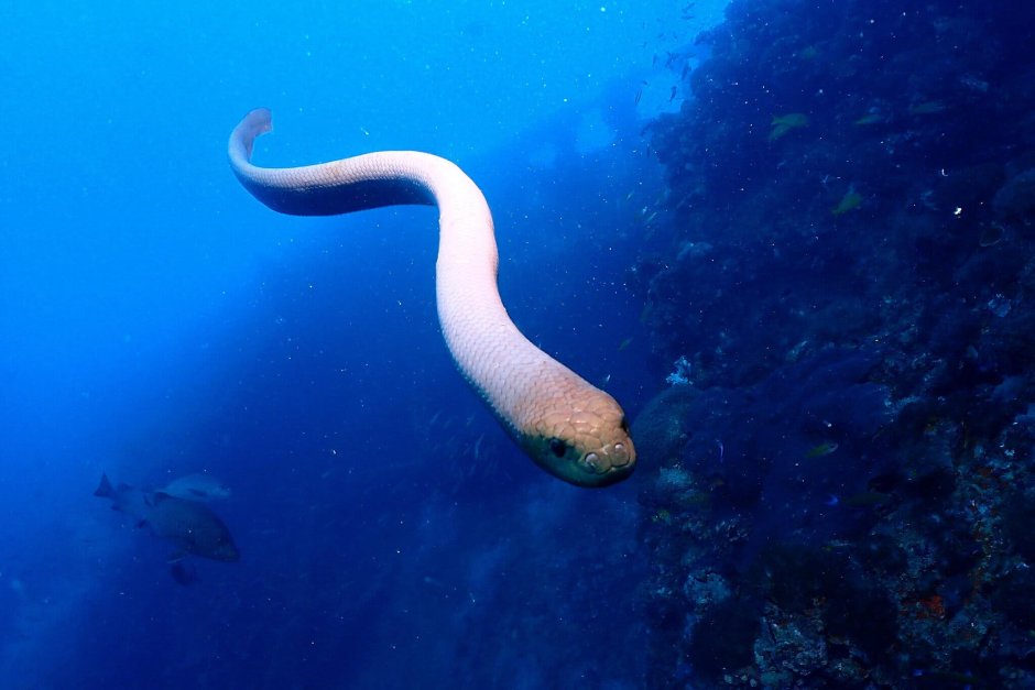 Aipysurus duboisii