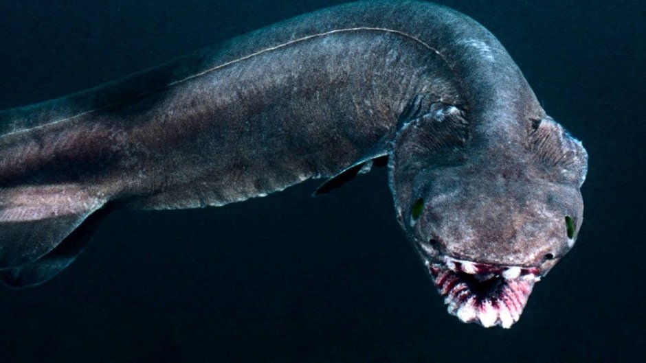 Змееподобное морское животное