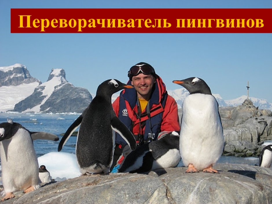 Пингвины на айсберге
