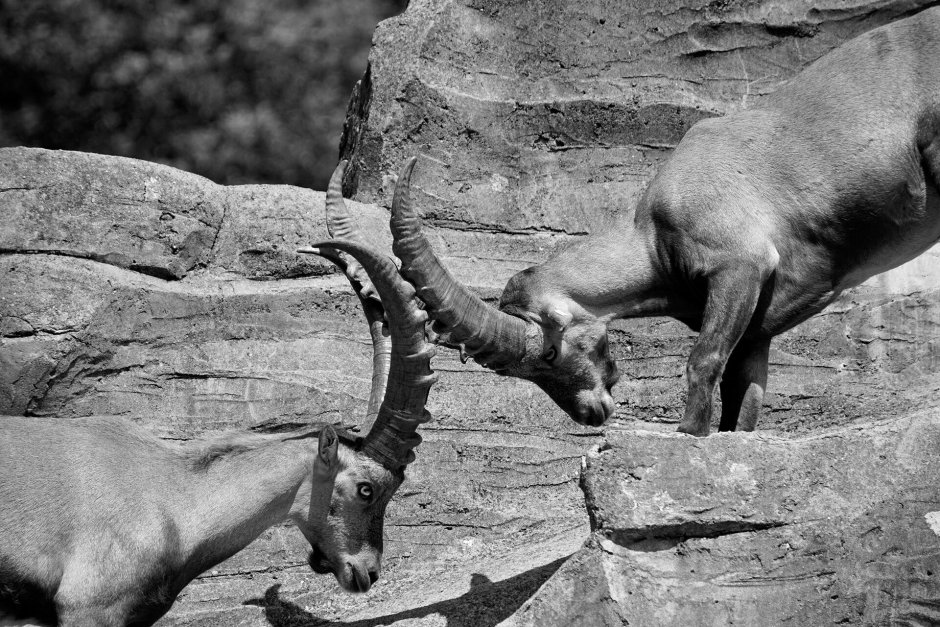 Cretan Wild Goats agrimi