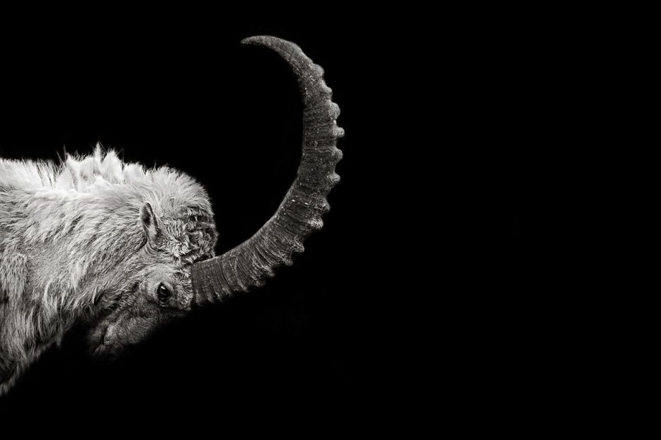 3d Wild Goat (Alpine Ibex) model