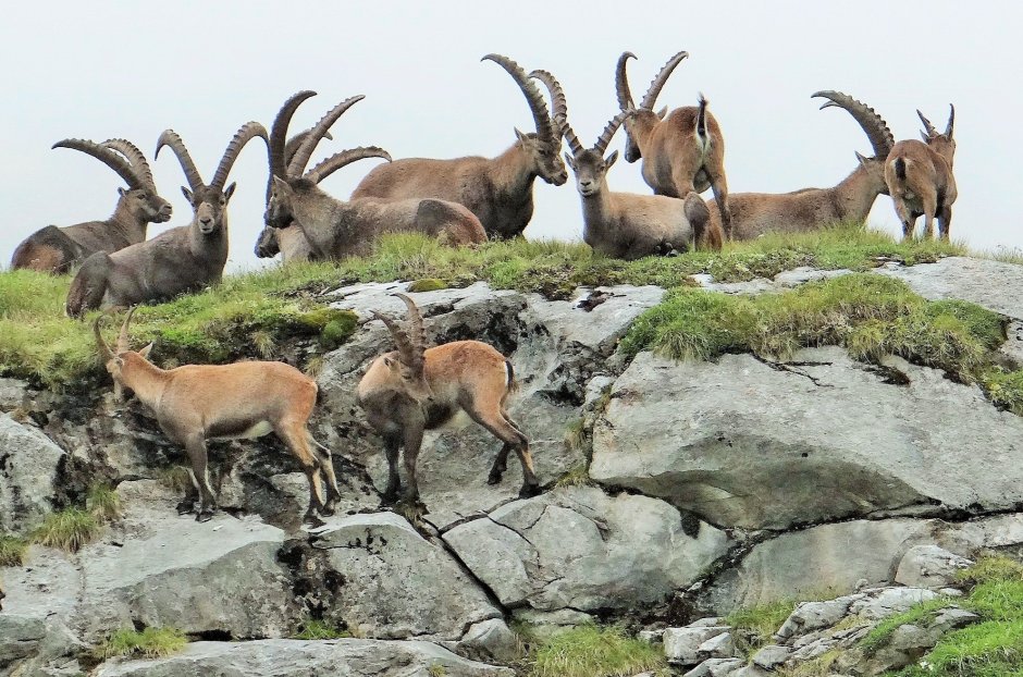 Walia Ibex , Ethiopia