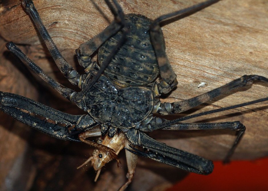 Фрины Phrynus marginemaculatus