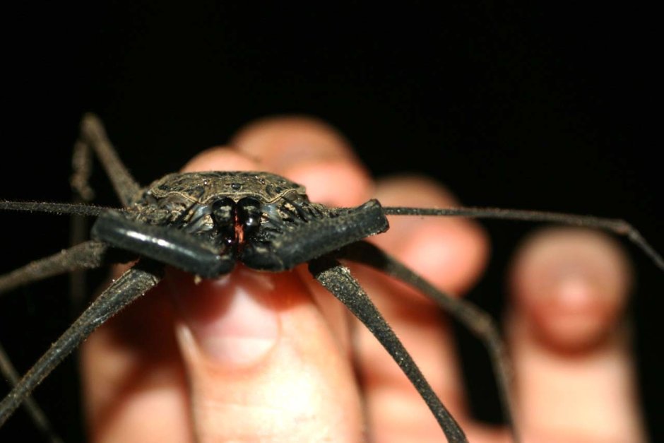 Amblypygi (Фрины)