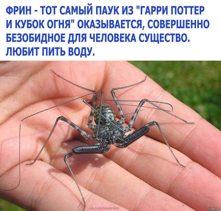 Фрины строение