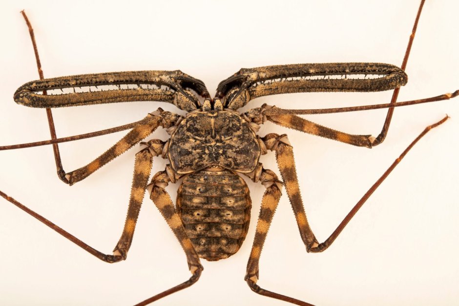 Фрин Damon variegatus