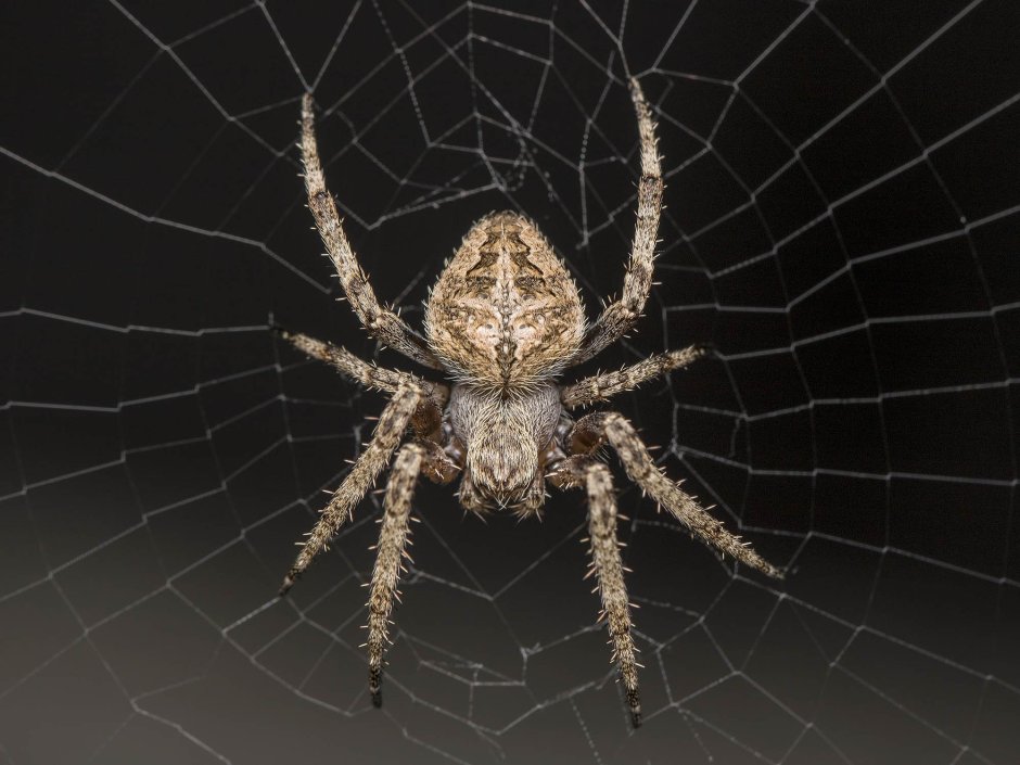 Паук Aranea Diadema