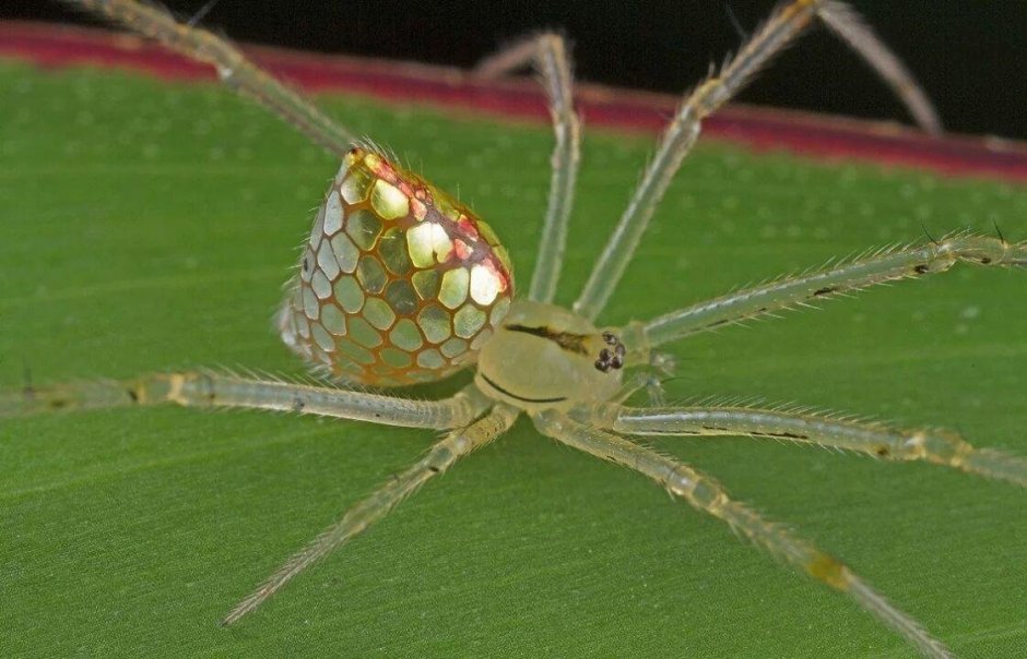 Thwaitesia argentiopunctata
