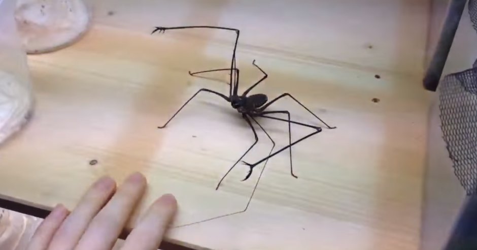 Большой паук с клешнями