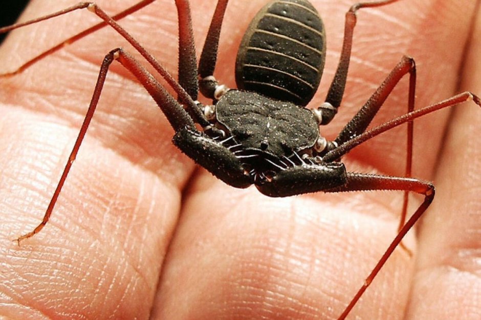 Фрины Phrynus marginemaculatus