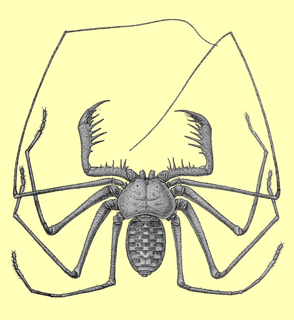 Паук Phrynus Whip