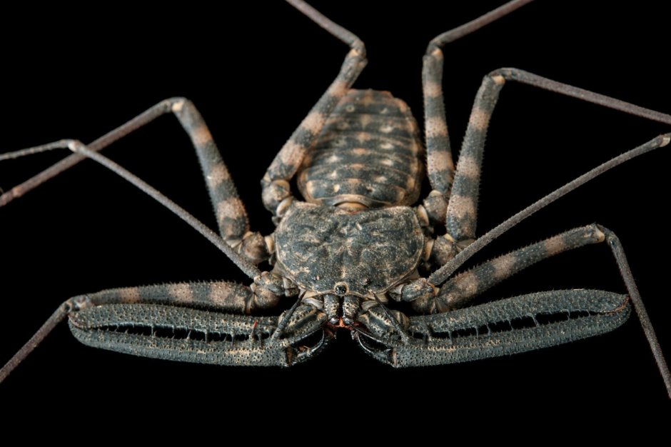 Фрин Damon variegatus