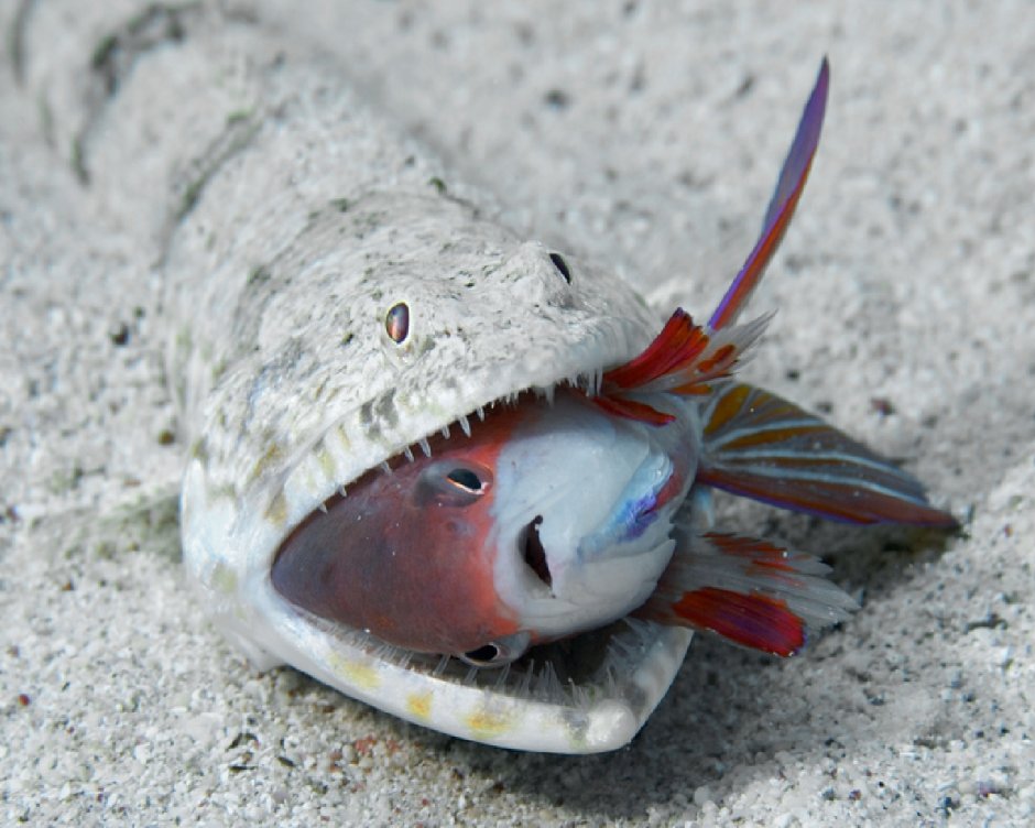 Micro Tang рыба