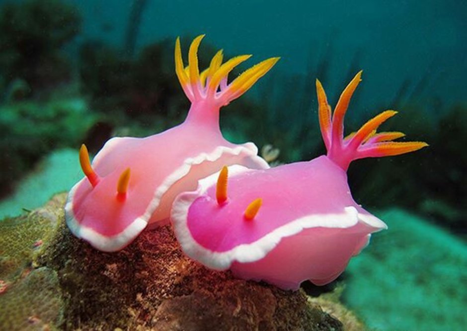 Nembrotha kubaryana Art