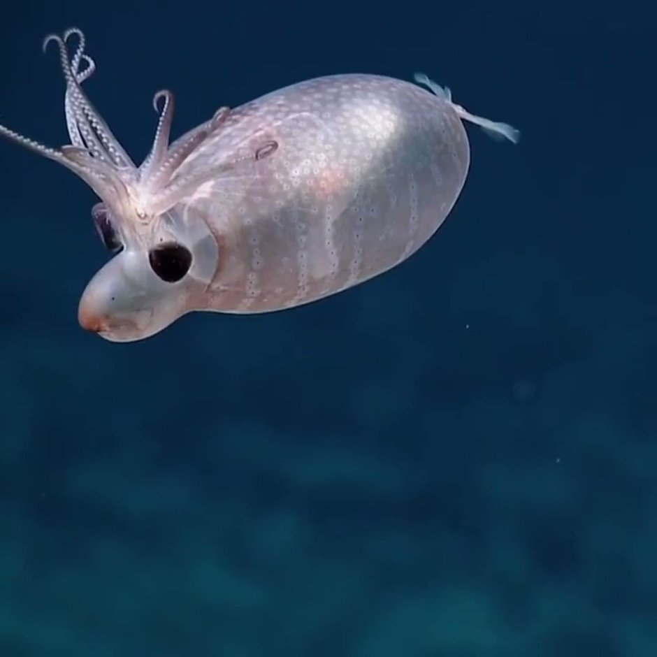 Helicocranchia pfefferi