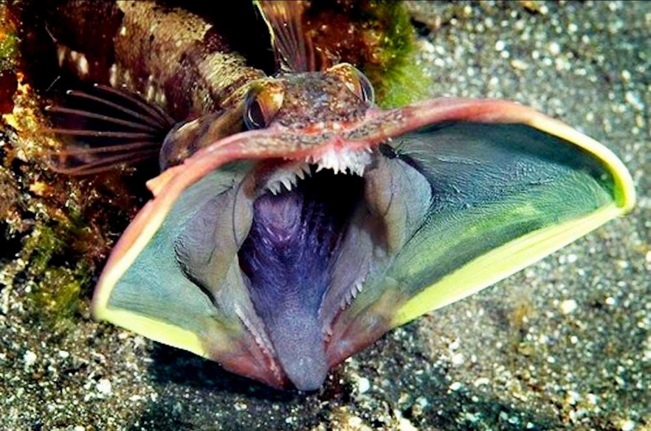 Щучья морская собачка (Neoclinus blanchardi)