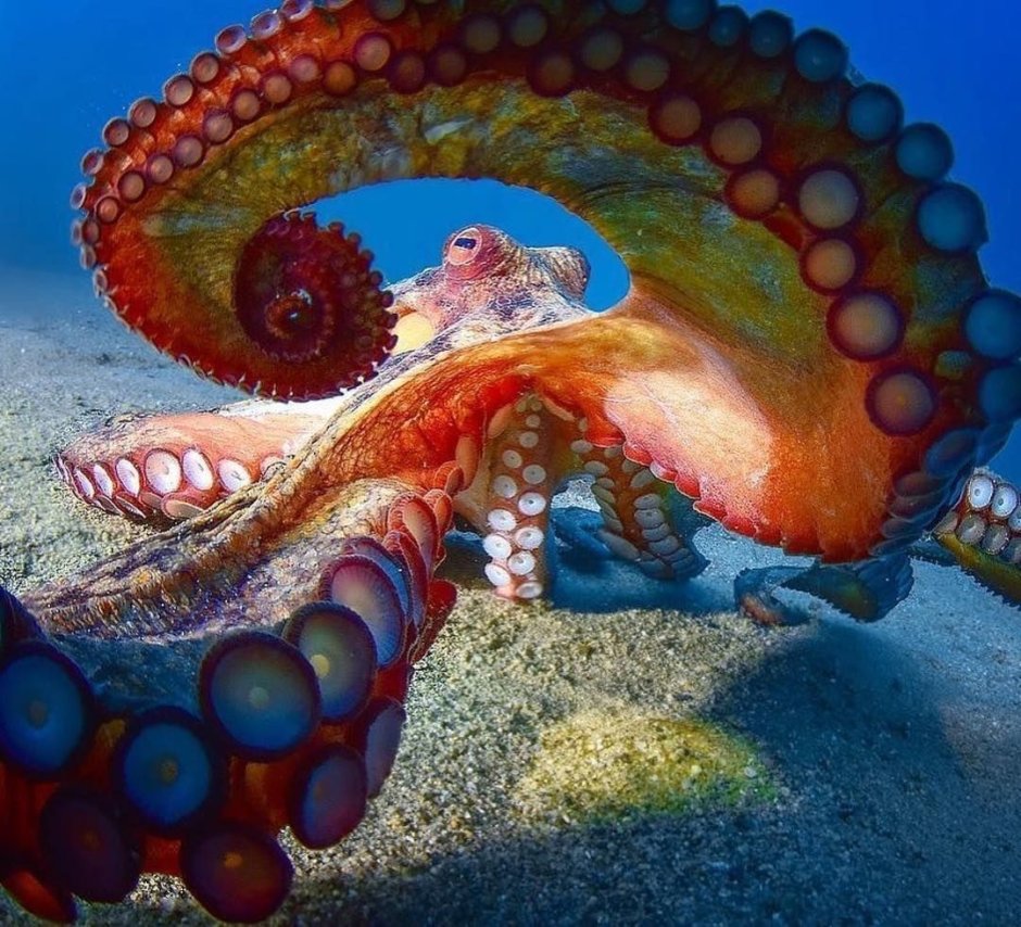 Морской конек и осьминог