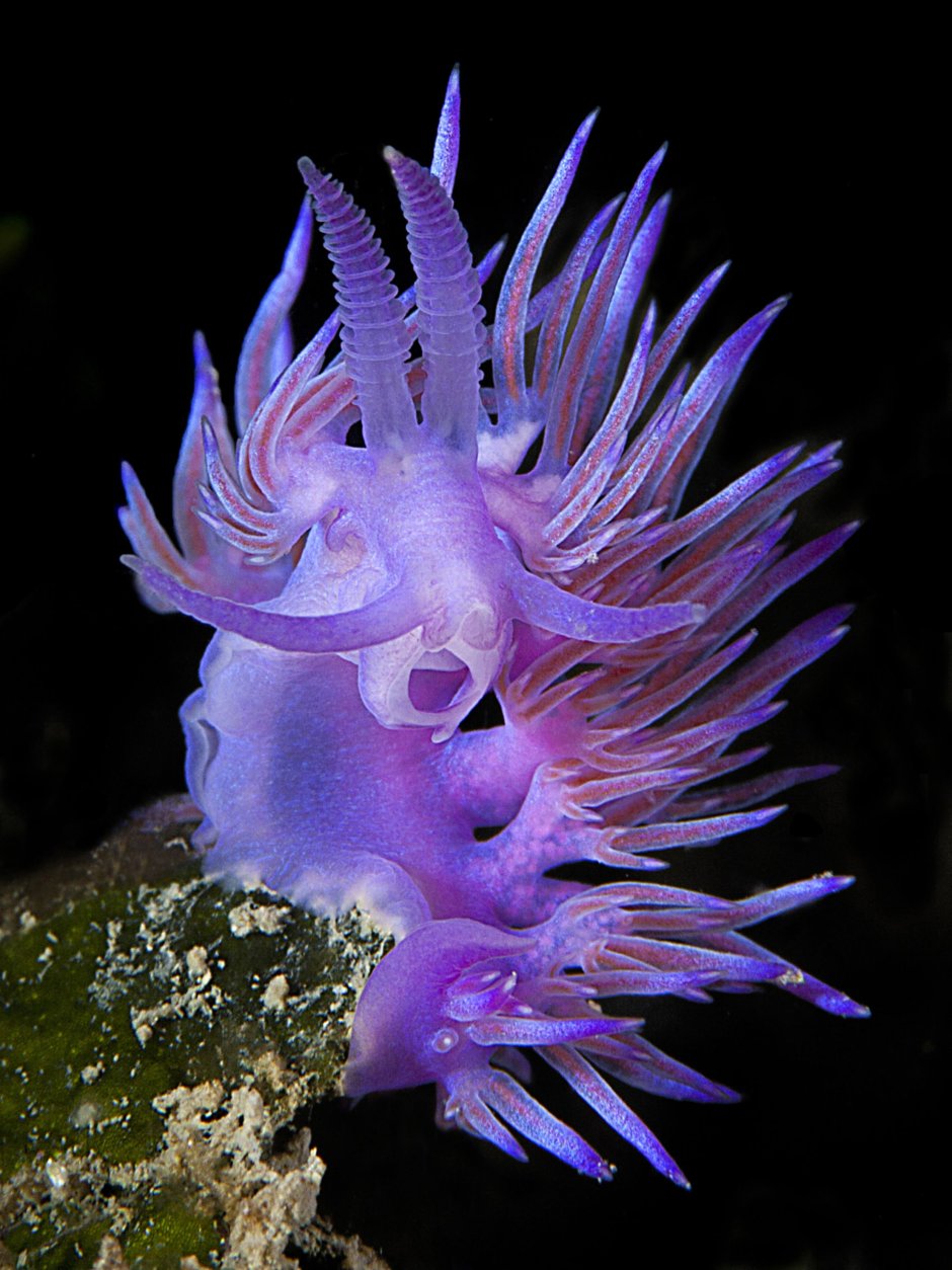 Голожаберные (Nudibranchia)