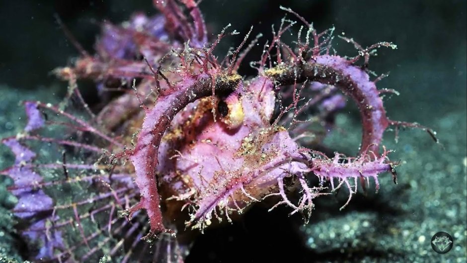 Морской СЛИЗНЯК Nembrotha cristata