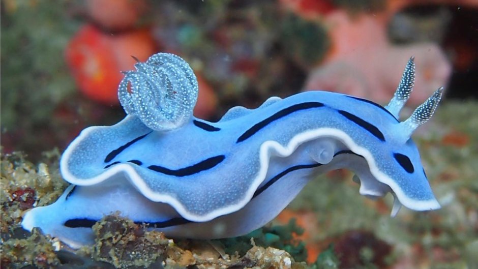 Морские брюхоногие моллюски морские