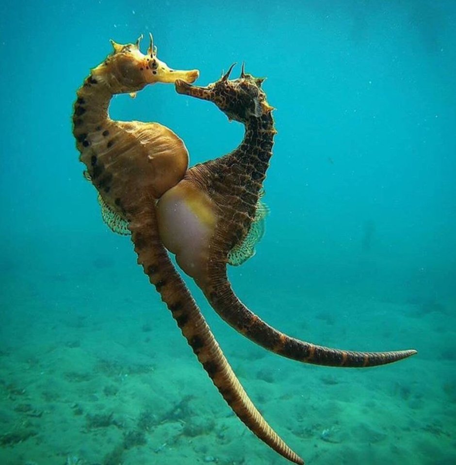 Odontodactylus scyllarus павлиновая креветка