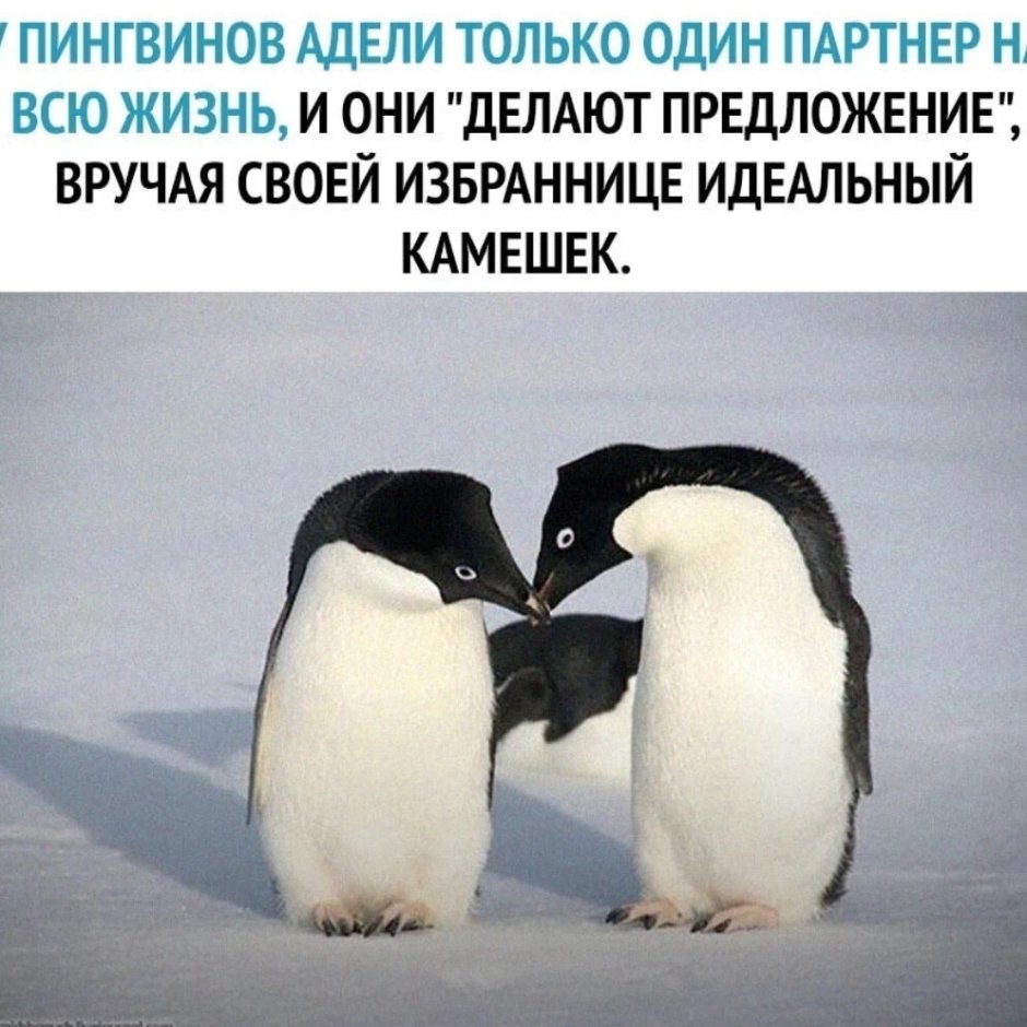 Пингвины находят себе пару на всю жизнь