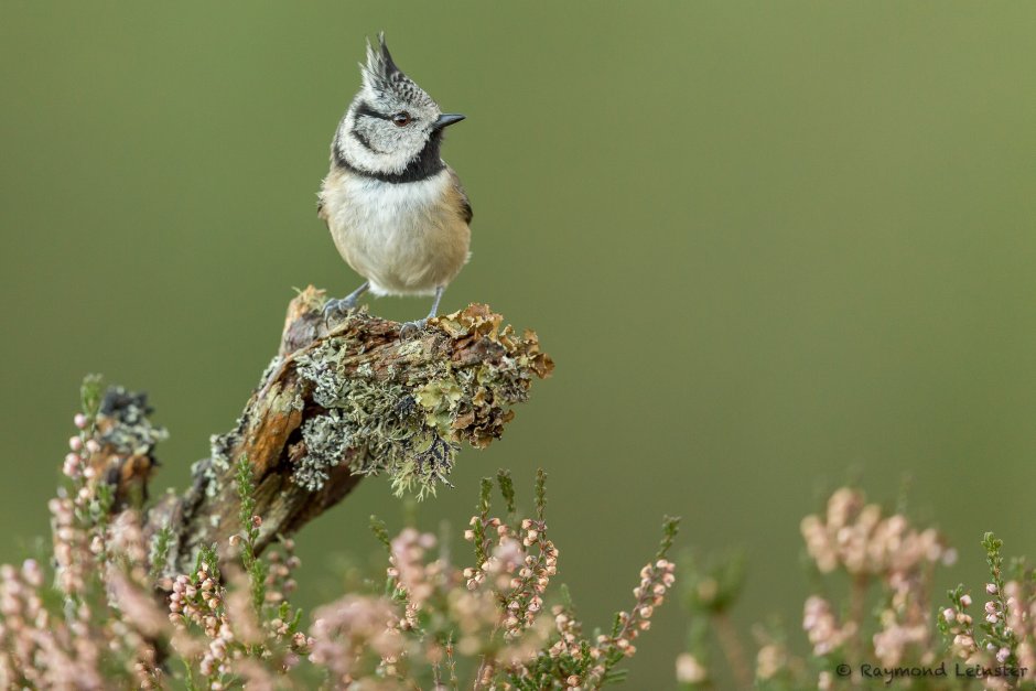 Хохлатая синица (Lophophanes cristatus