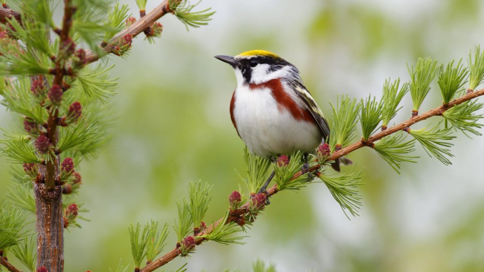 Хохлатая синица (Lophophanes cristatus