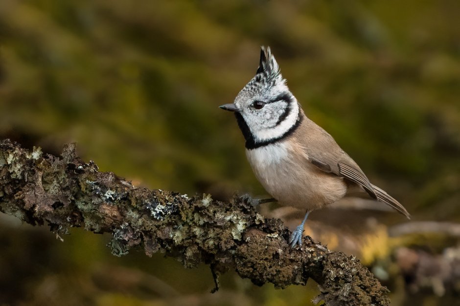 Хохлатая синица (Lophophanes cristatus