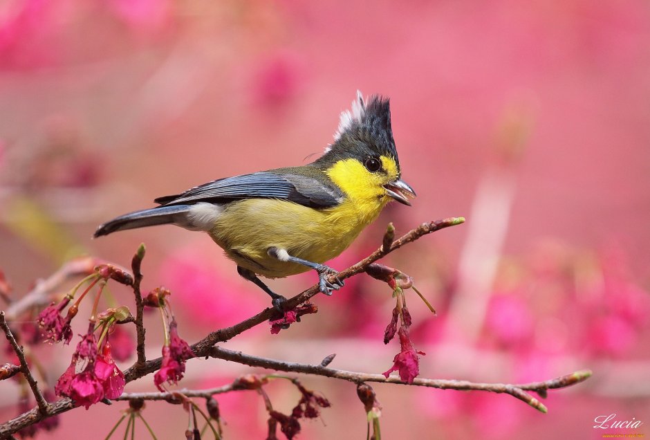 Parus cristatus синица хохлатая