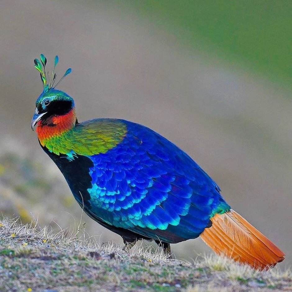 Гималайский монал Lophophorus impejanus