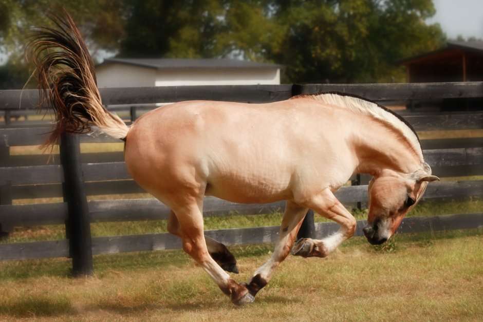 Жеребец Фьорд Schleich