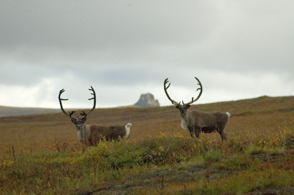 Чукотское Нагорье фауна