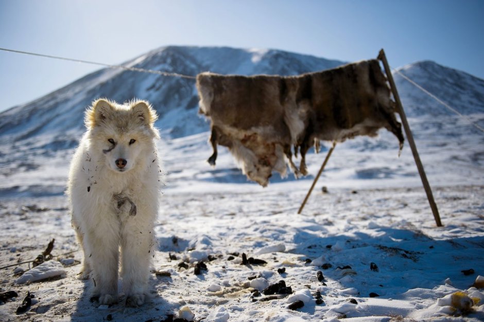 Зимняя Чукотка