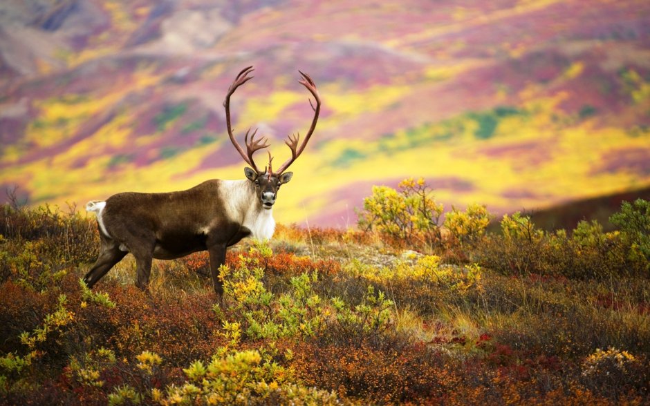 Северный олень Карибу