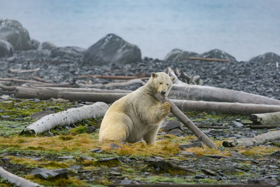 Медведи Чукотка Анадырь