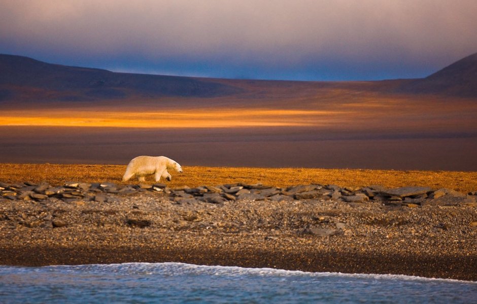 Остров Врангеля заповедник