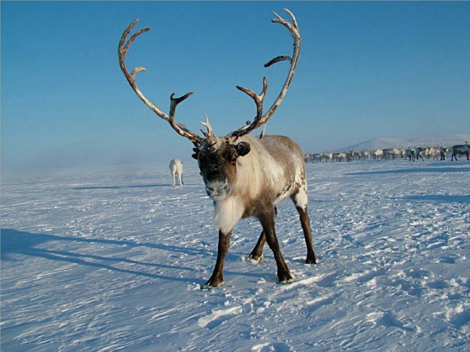 Экспедиция на полюс холода Этнотур в Якутию