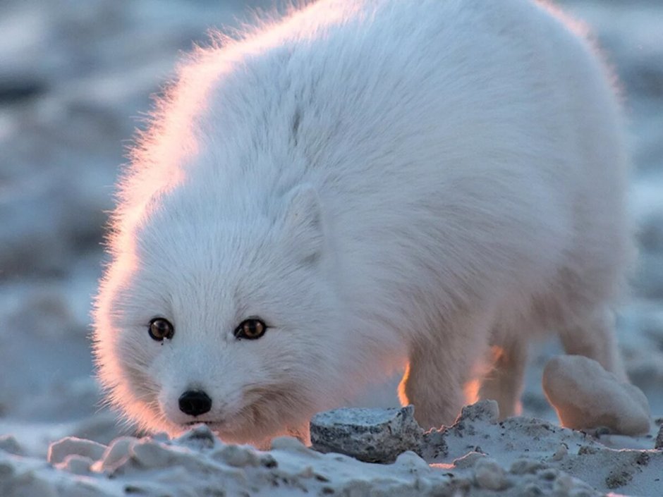 Тундровый песец