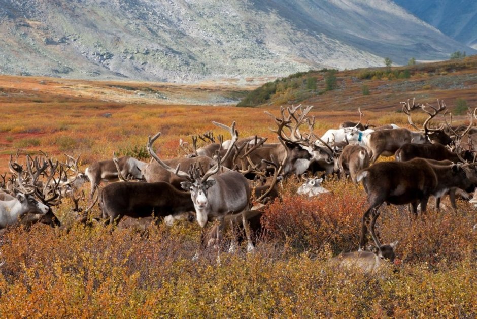 Ненцы Ямало Ненецкий автономный округ