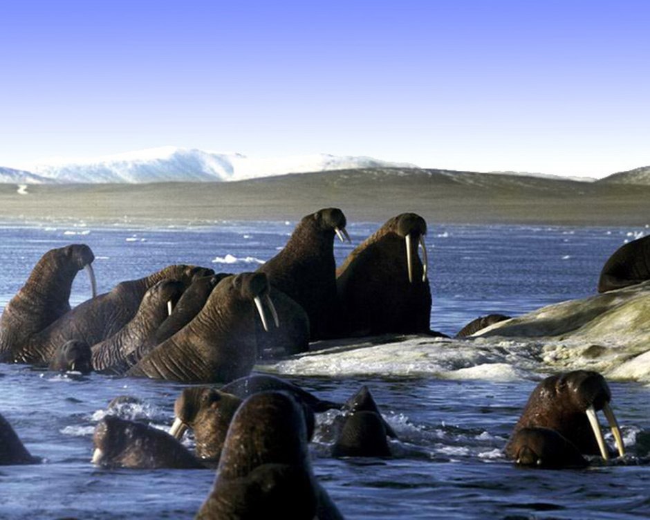 Остров Врангеля песец