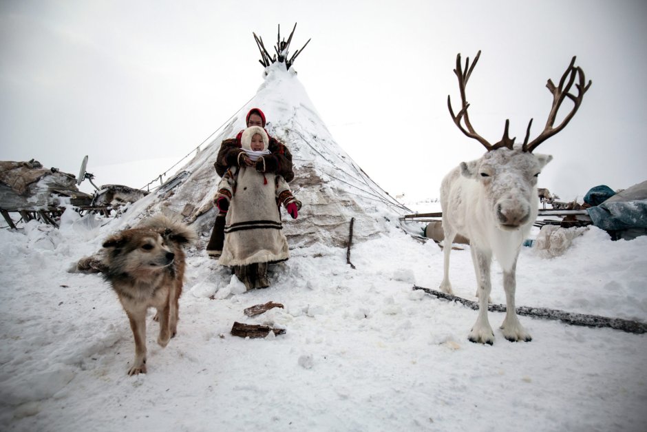 Скульптор анималист - Северный олень