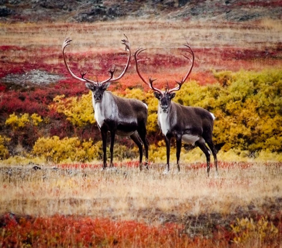 Северный олень Чукотка